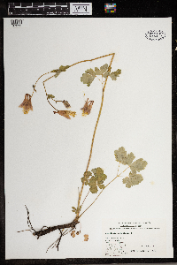 Aquilegia canadensis image