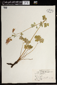 Aquilegia canadensis image