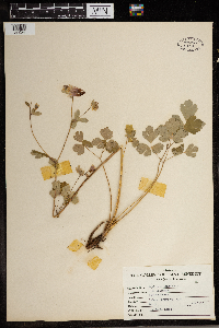 Aquilegia canadensis image