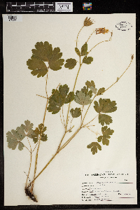 Aquilegia canadensis image