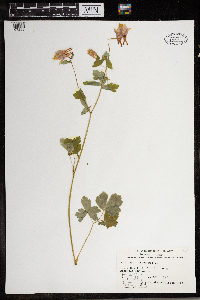 Aquilegia canadensis image