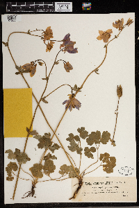 Aquilegia vulgaris image