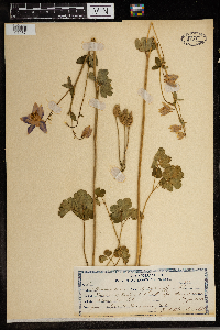 Aquilegia vulgaris image