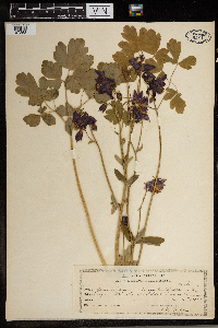 Aquilegia vulgaris image