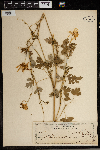 Aquilegia chrysantha image