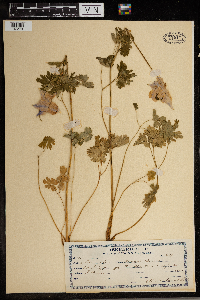 Image Associated With the Occurrence