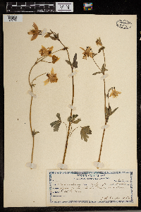 Image Associated With the Occurrence