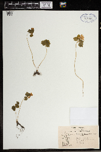 Thalictrum thalictroides image