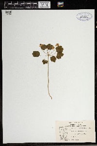 Thalictrum thalictroides image