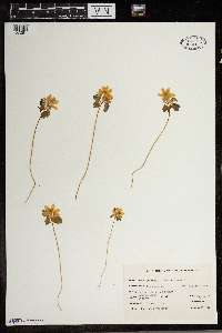 Thalictrum thalictroides image
