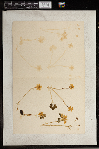 Thalictrum thalictroides image