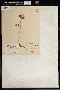 Thalictrum thalictroides image