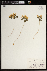 Thalictrum thalictroides image