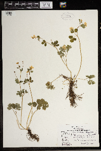 Thalictrum thalictroides image