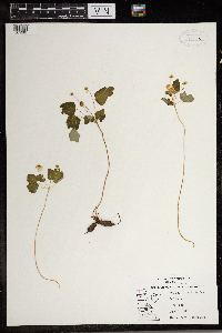 Thalictrum thalictroides image