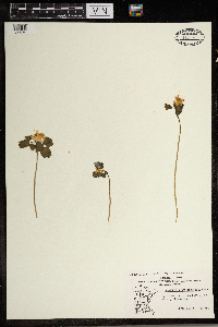 Thalictrum thalictroides image