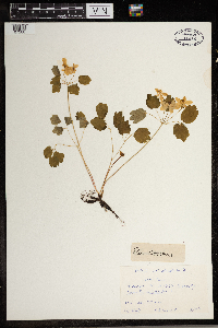 Thalictrum thalictroides image