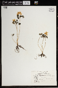 Thalictrum thalictroides image