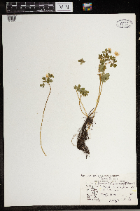 Thalictrum thalictroides image