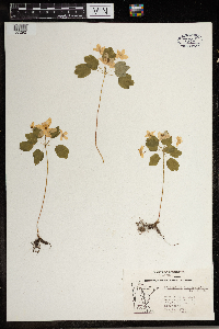 Thalictrum thalictroides image
