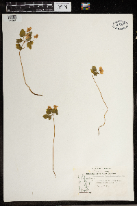 Thalictrum thalictroides image