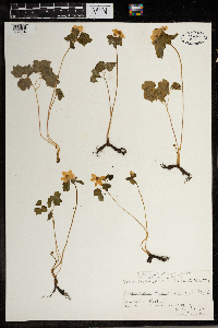Thalictrum thalictroides image