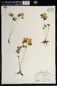 Thalictrum thalictroides image