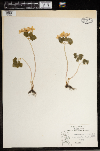 Thalictrum thalictroides image