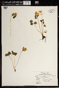 Thalictrum thalictroides image