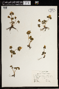 Thalictrum thalictroides image