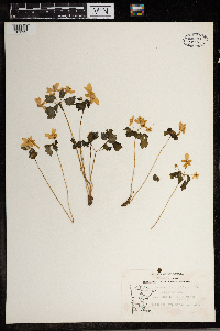 Thalictrum thalictroides image