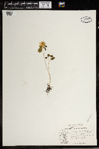 Thalictrum thalictroides image