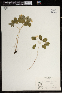 Thalictrum thalictroides image