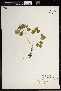 Thalictrum thalictroides image