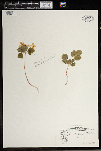 Thalictrum thalictroides image