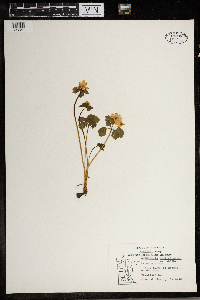 Thalictrum thalictroides image