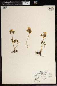 Thalictrum thalictroides image