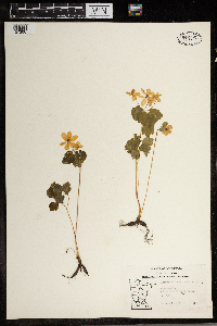 Thalictrum thalictroides image