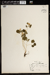 Thalictrum thalictroides image