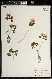 Thalictrum thalictroides image
