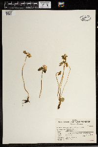Thalictrum thalictroides image