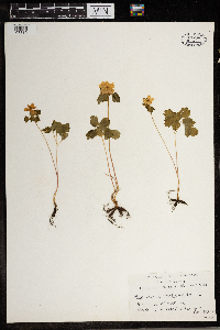 Thalictrum thalictroides image