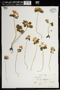 Thalictrum thalictroides image