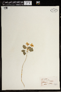 Thalictrum thalictroides image