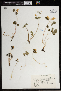 Thalictrum thalictroides image