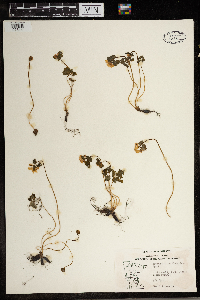Thalictrum thalictroides image