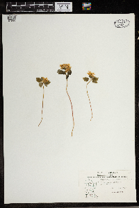Thalictrum thalictroides image