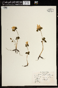 Thalictrum thalictroides image