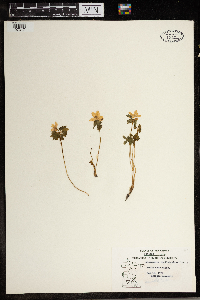 Thalictrum thalictroides image