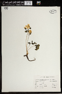 Thalictrum thalictroides image